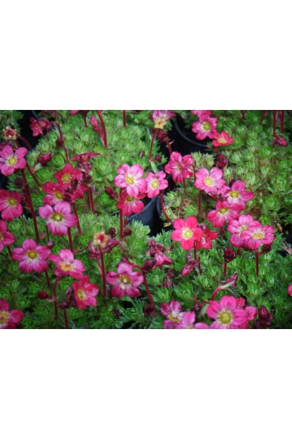 Ломикамінь Піксі Пан Ред саджанці в горщиках